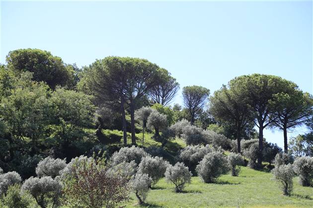 Pini e ulivi intorno alla casa