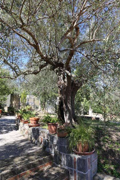 Ulivo secolare nel giardino