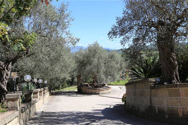 Viale d'ingresso tra gli ulivi