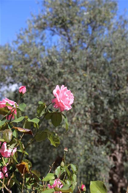 Rose nel giardino