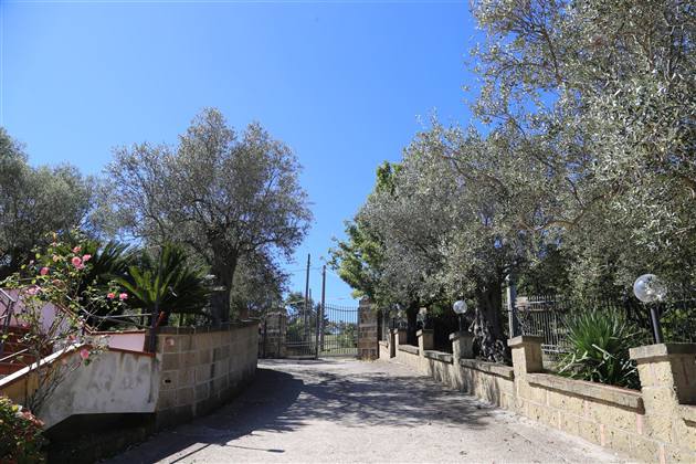 Viale tra gli ulivi